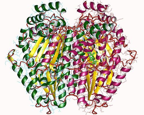 Glucose-6-phosphate isomerase